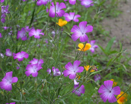 �A�O���X�e���}