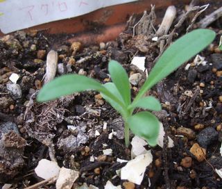 �A�O���X�e���}