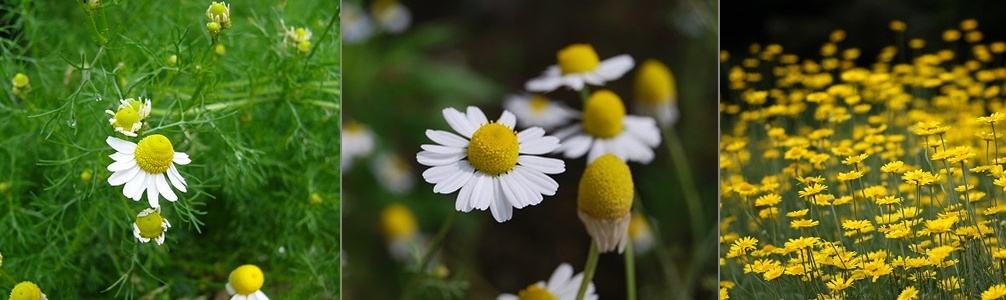 �J���~�[��