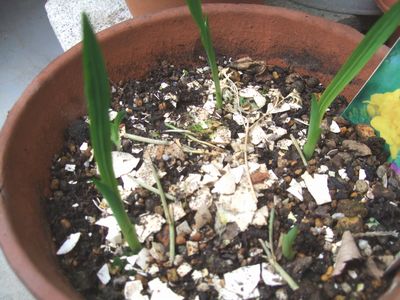 �t���[�W�A