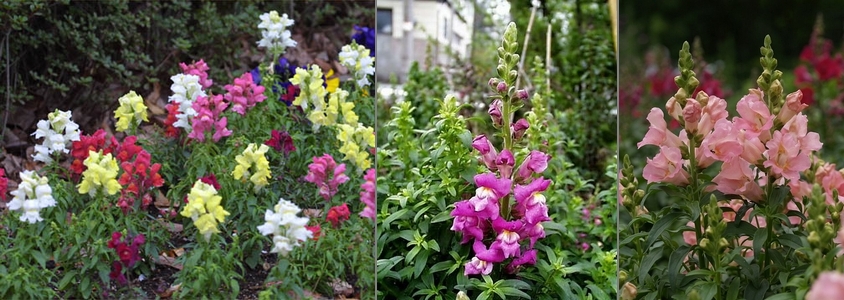 �L���M���\�E