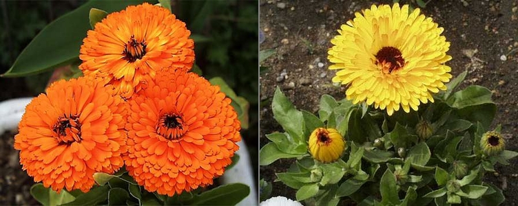 �L���Z���J