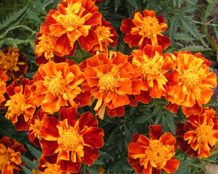 �}���[�S�[���h