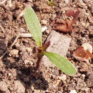 �}���[�S�[���h