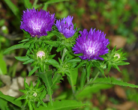 �X�g�P�V�A