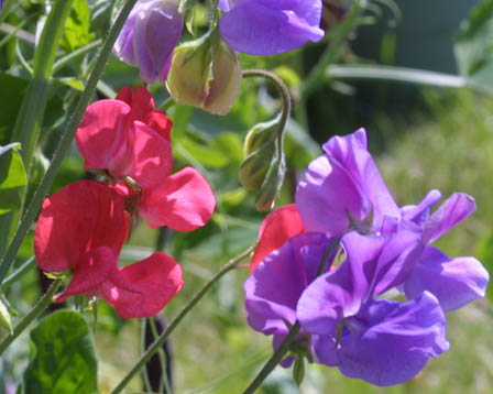 �X�C�[�g�s�[