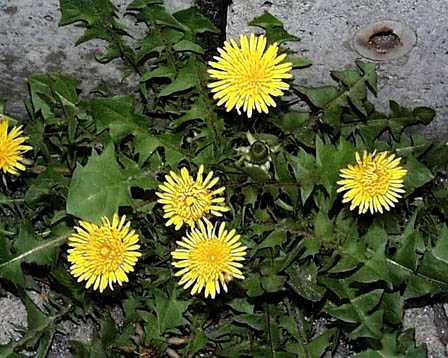 �Z�C���E�^���|�|