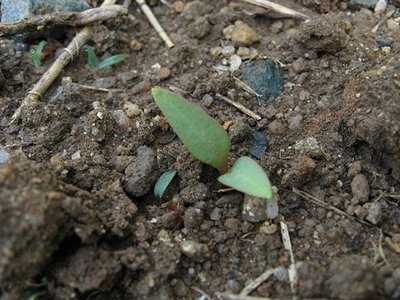 �c�������T�L