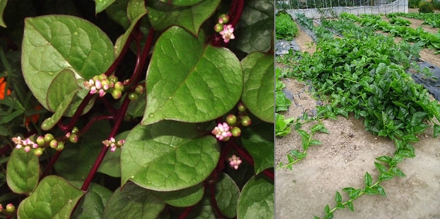 �c�������T�L